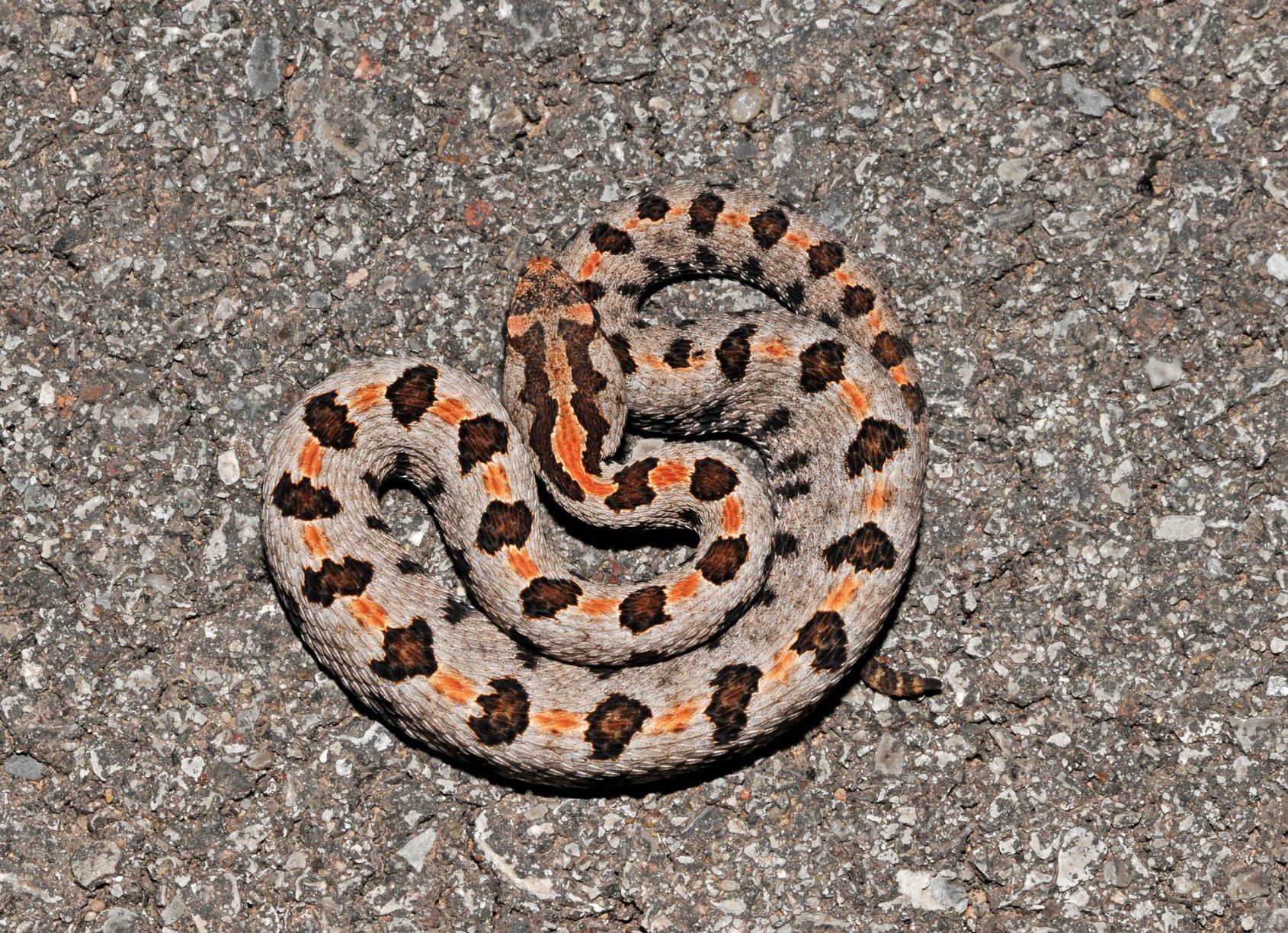 venomous snakes